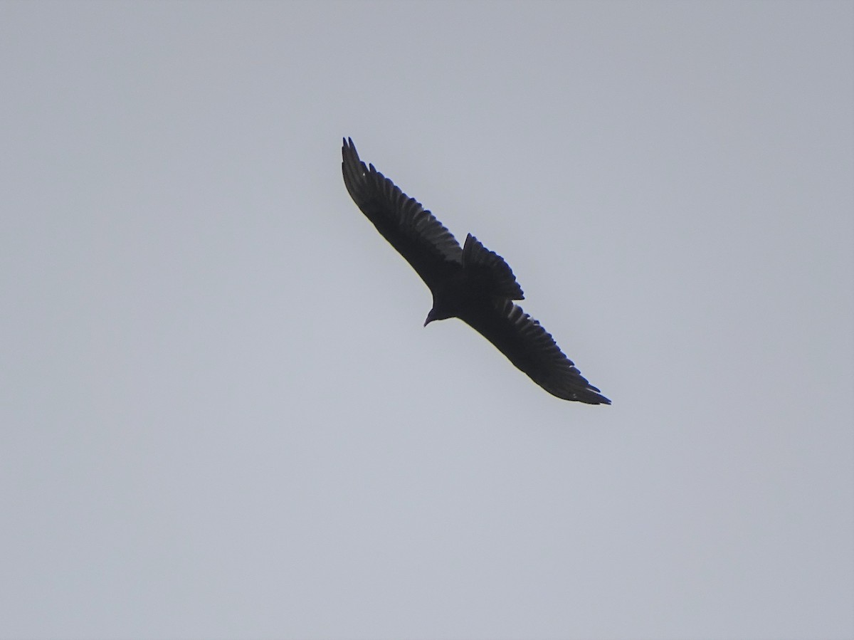 Turkey Vulture - ML585671151