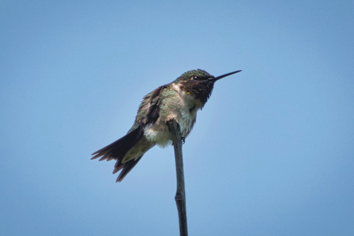 Ruby-throated Hummingbird - ML585671681