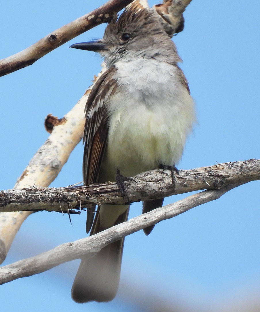 Ash-throated Flycatcher - ML585671781