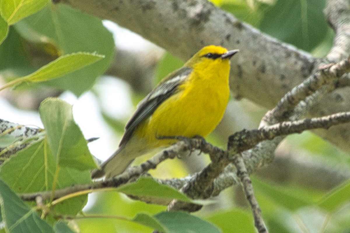 Blue-winged Warbler - ML585671921