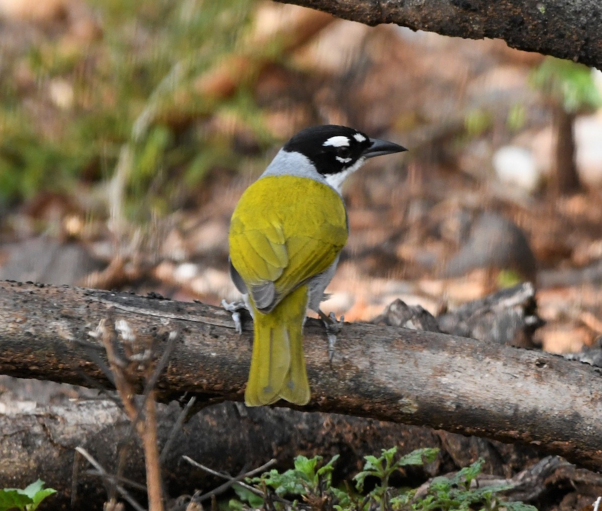 Black-crowned Palm-Tanager - ML585672301