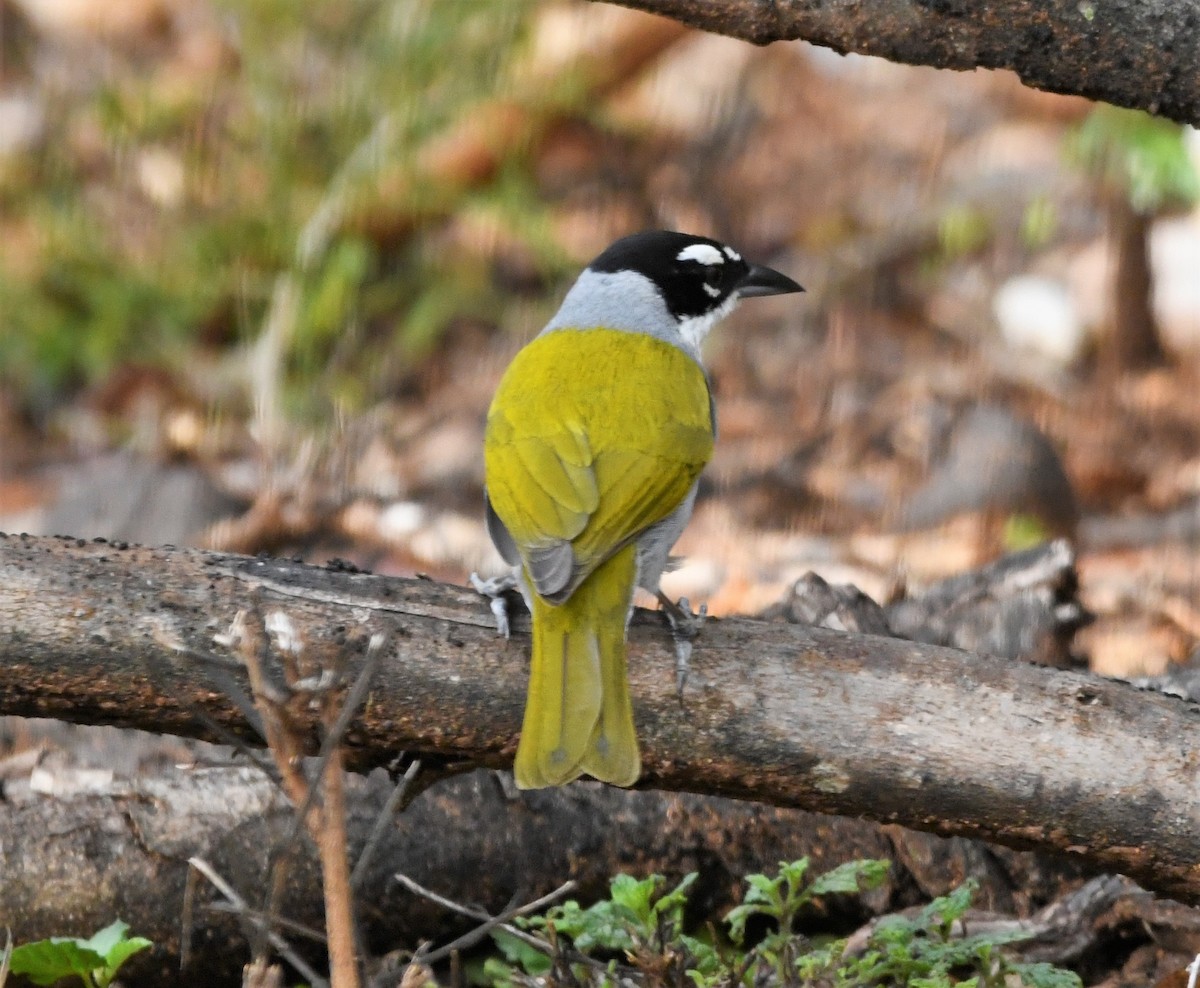 Black-crowned Palm-Tanager - ML585672311