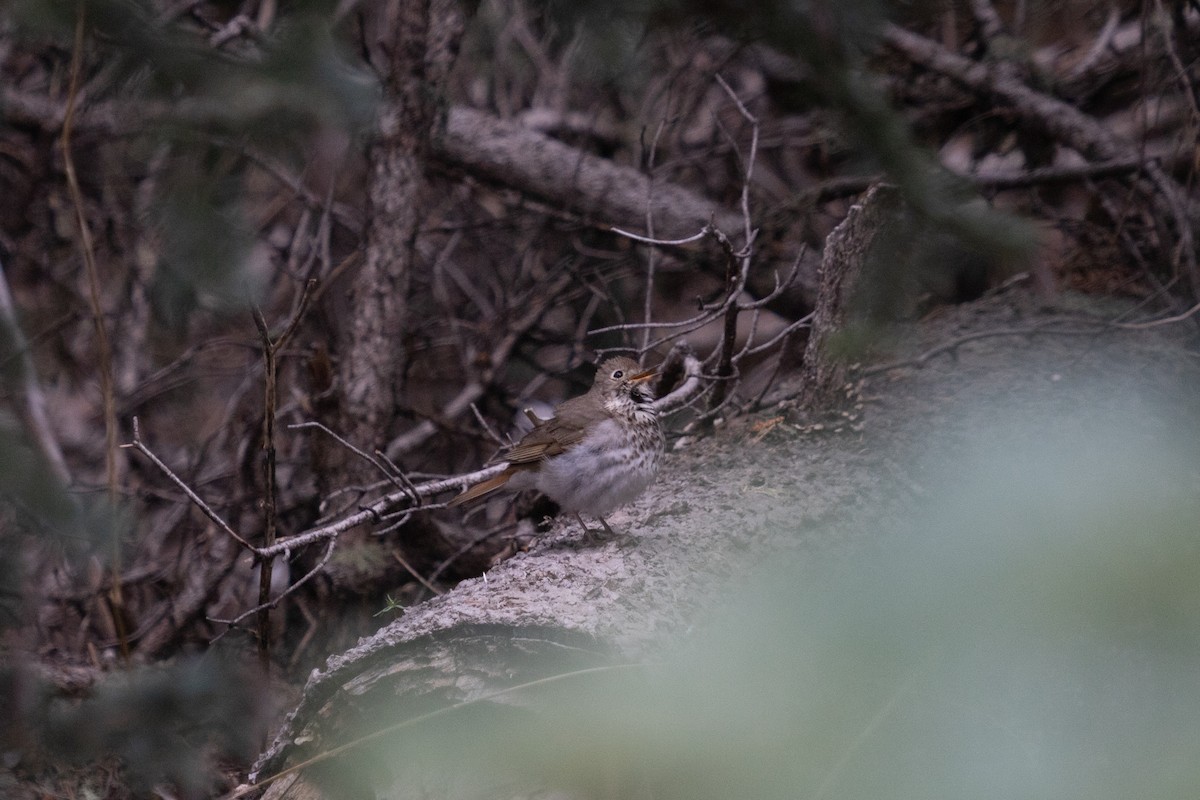 Hermit Thrush - ML585673151