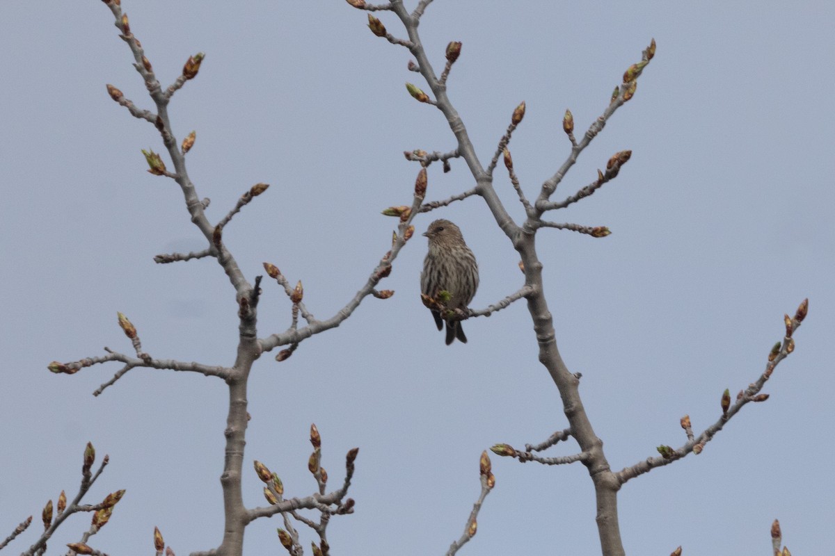 Pine Siskin - Rebecca Marschall