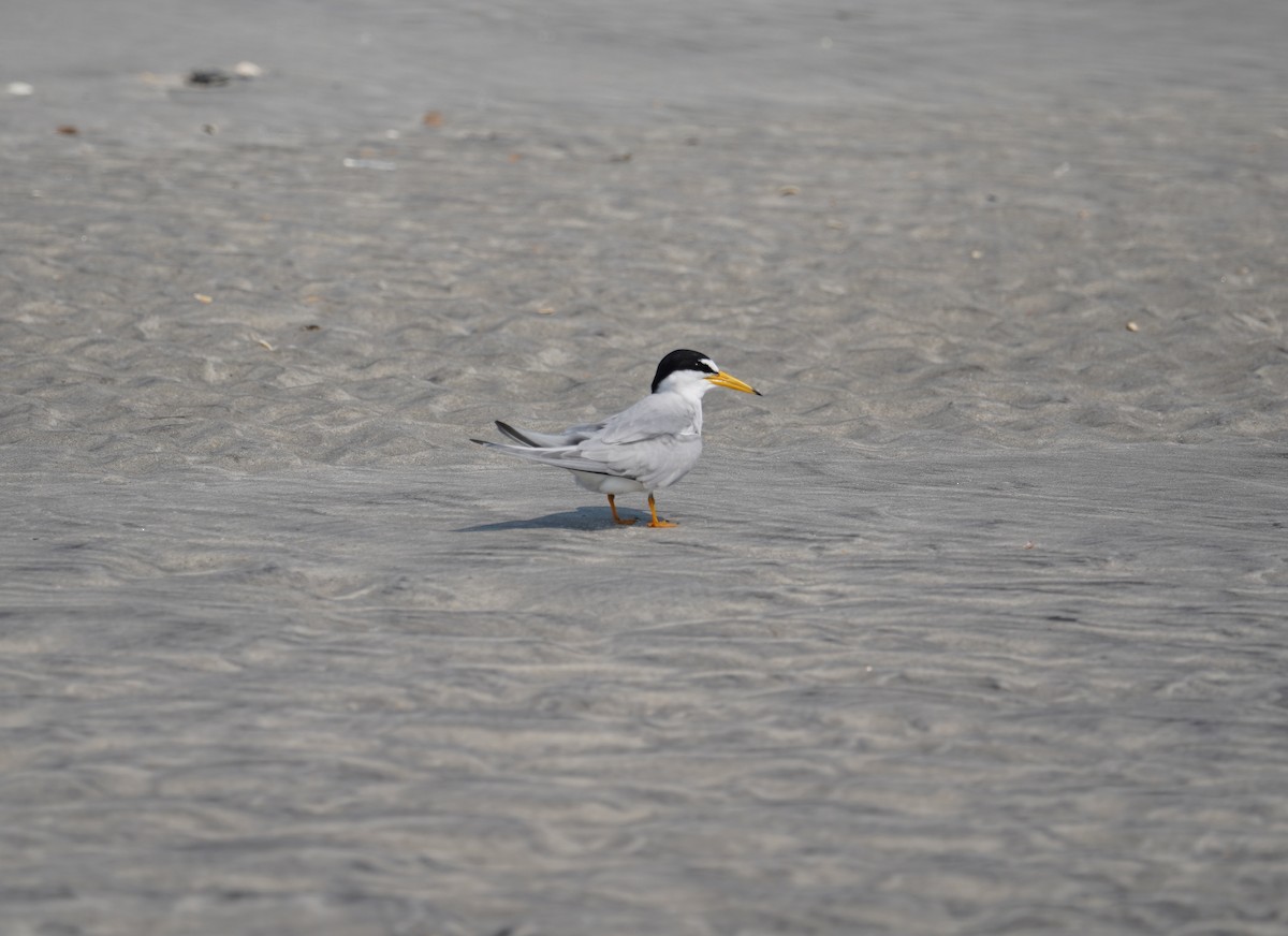 Least Tern - ML585673991