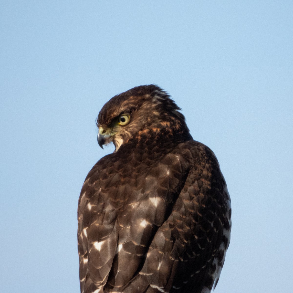 Chilean Hawk - ML585674071