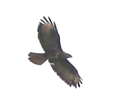 European Honey-buzzard - ML585675811