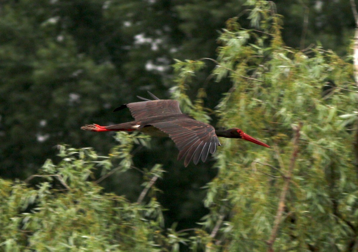 Black Stork - Ilya Ishchenko