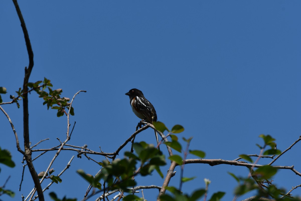 Spotted Towhee - ML585676311