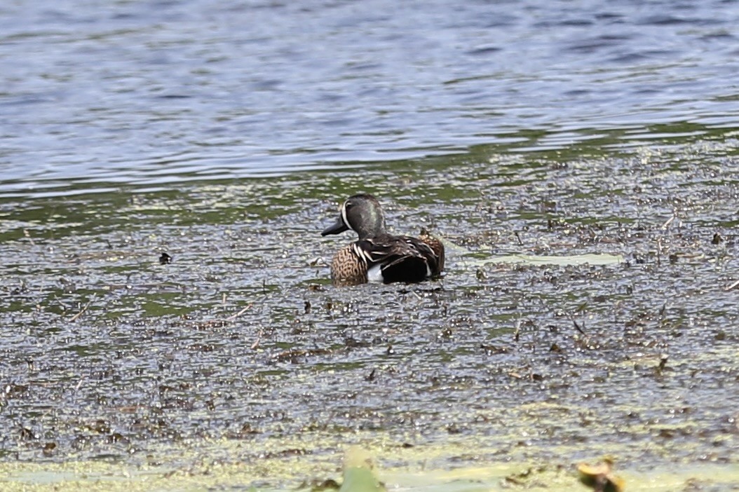 Blue-winged Teal - ML585677031