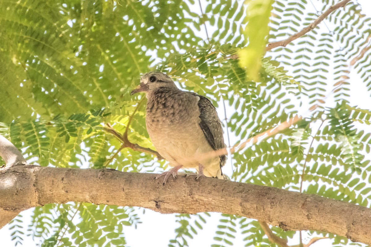 Eared Dove - Jodi Boe