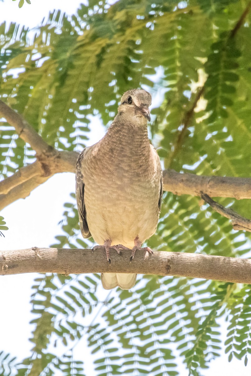 Eared Dove - ML585677401