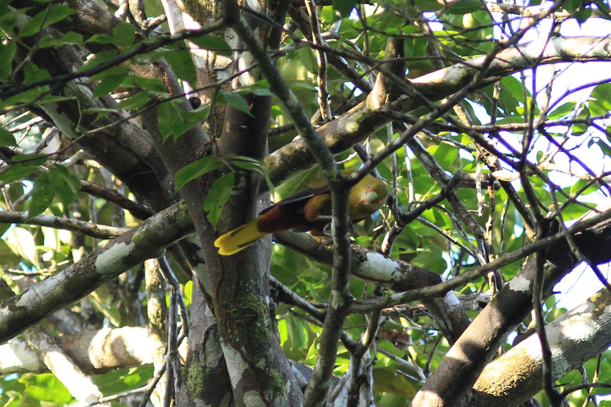 Green Oropendola - Thomas Quartier