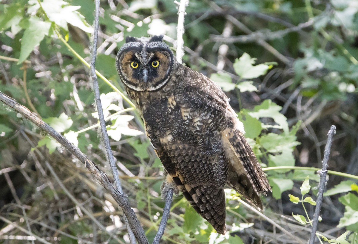 Long-eared Owl - ML585678161