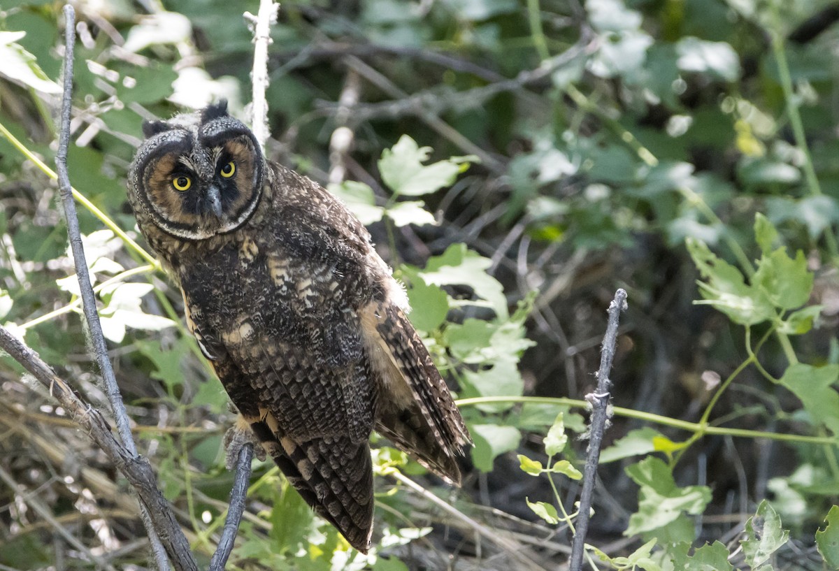 Long-eared Owl - ML585678181
