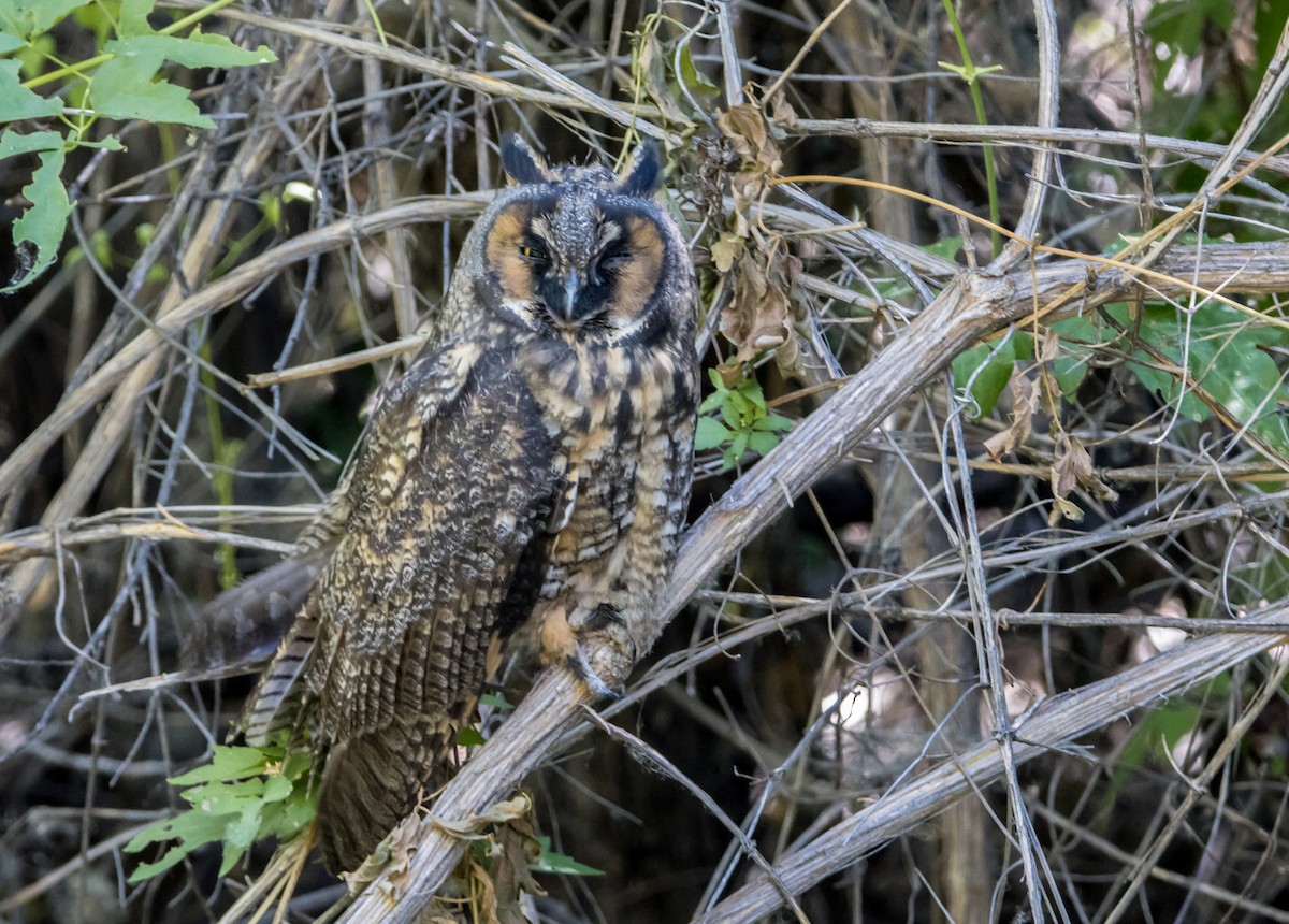 Long-eared Owl - ML585678201