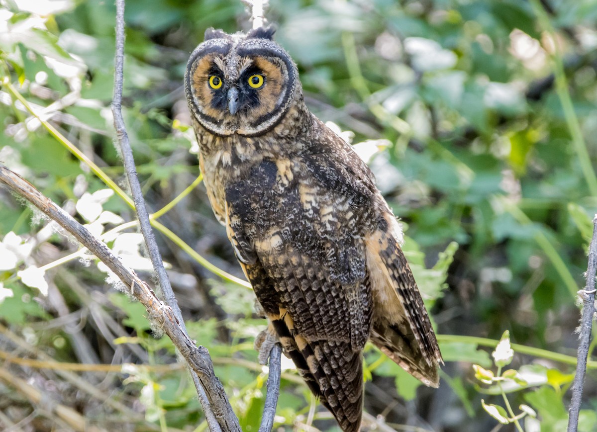 Long-eared Owl - ML585678251