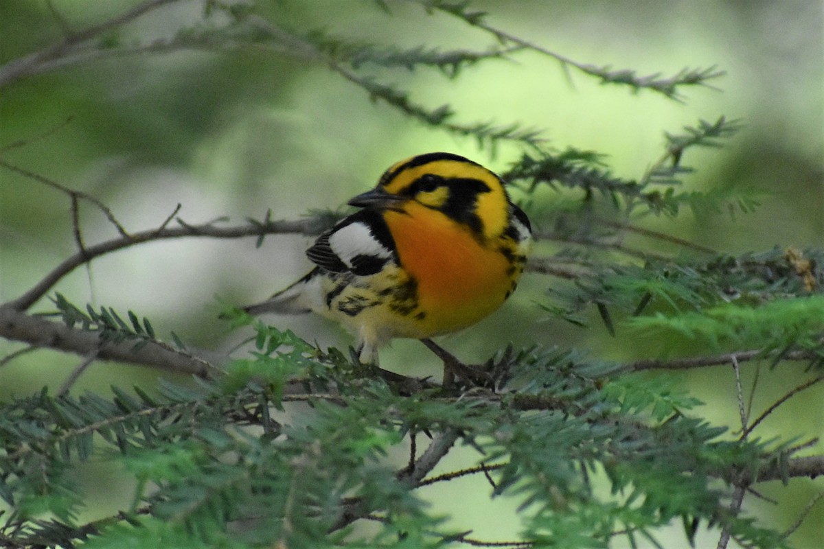 キマユアメリカムシクイ - ML585678691