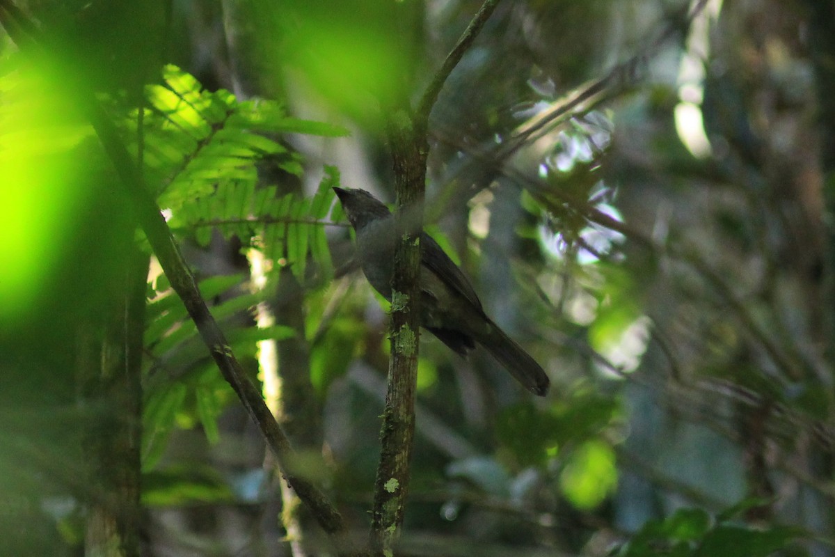 Screaming Piha - ML585679341