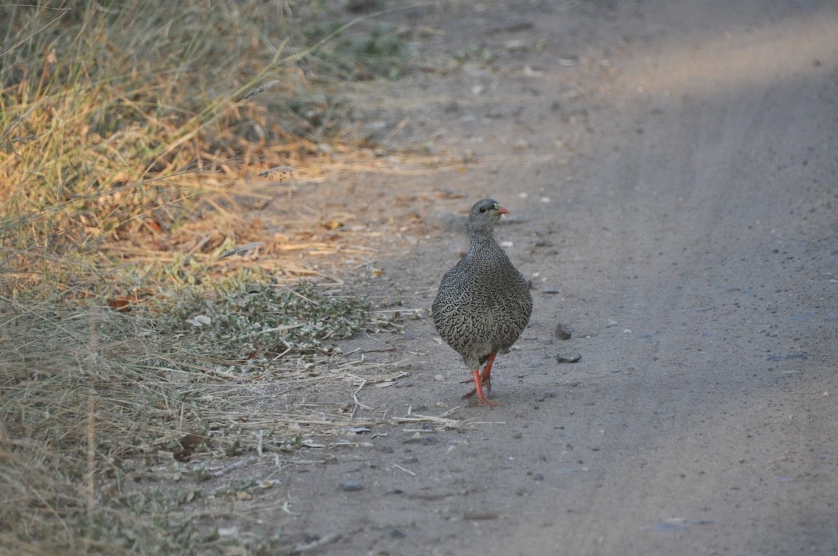 Natal Spurfowl - ML585679481