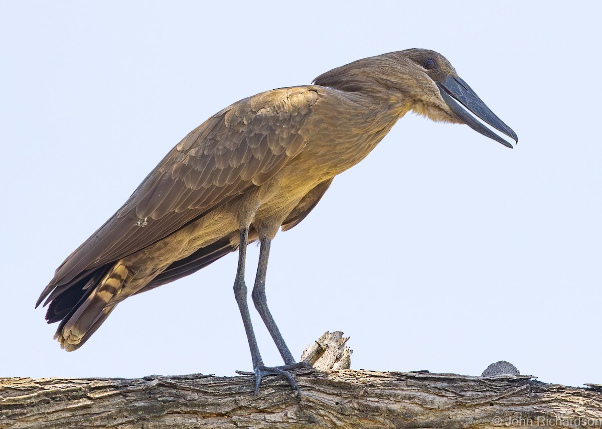 Hamerkop - ML585680041