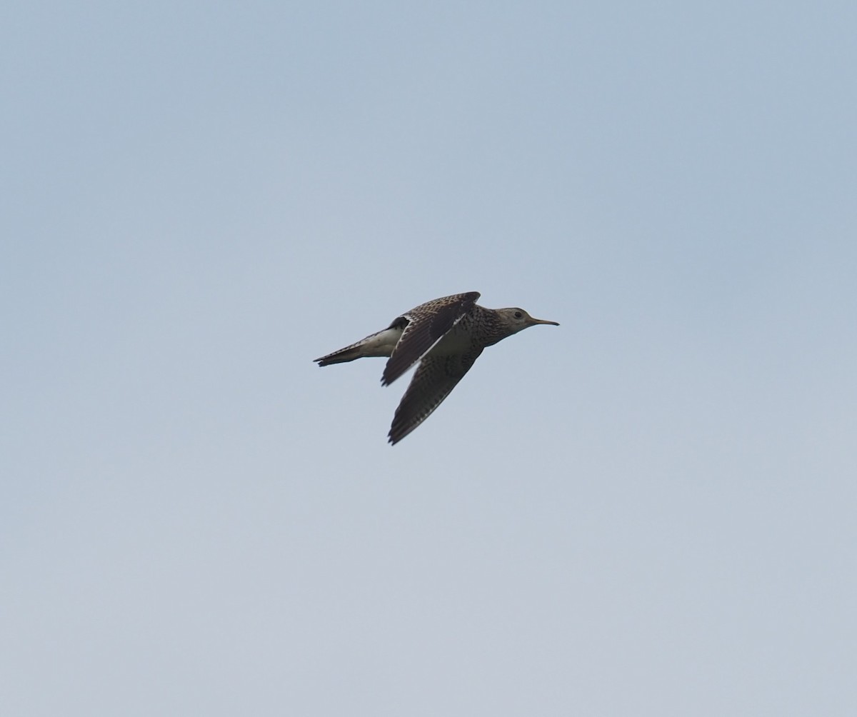 Upland Sandpiper - ML585680051