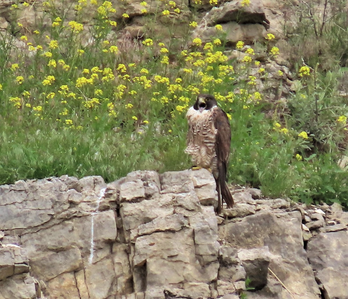 Peregrine Falcon - ML585680381