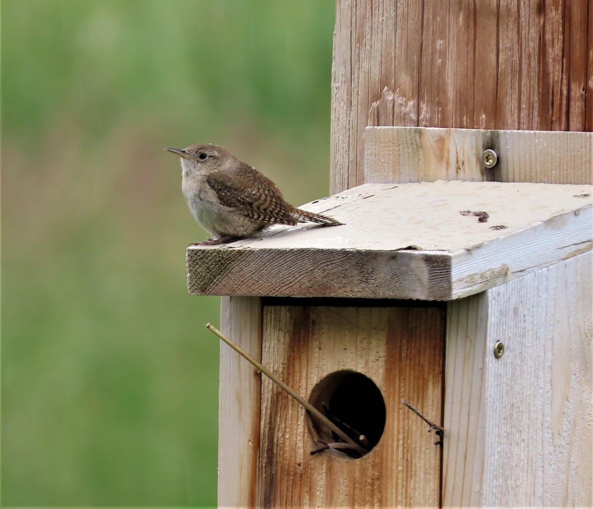 House Wren - ML585680711