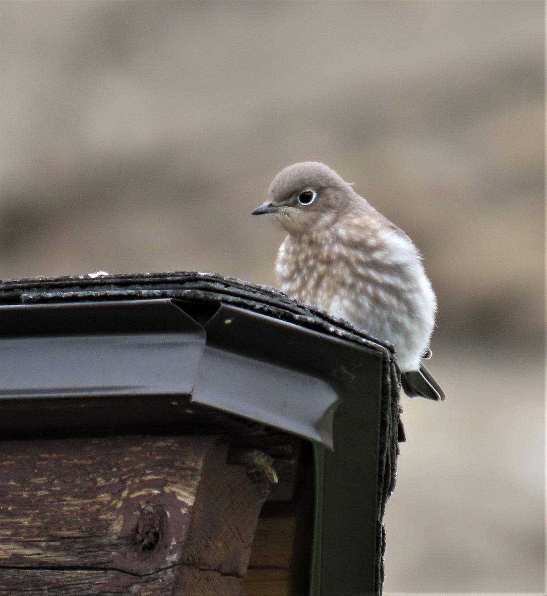 Mountain Bluebird - ML585680761