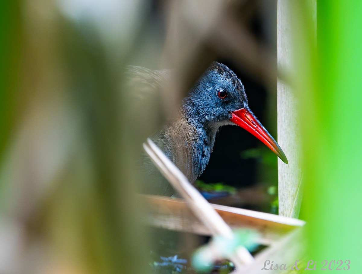 Bogota Rail - ML585681321