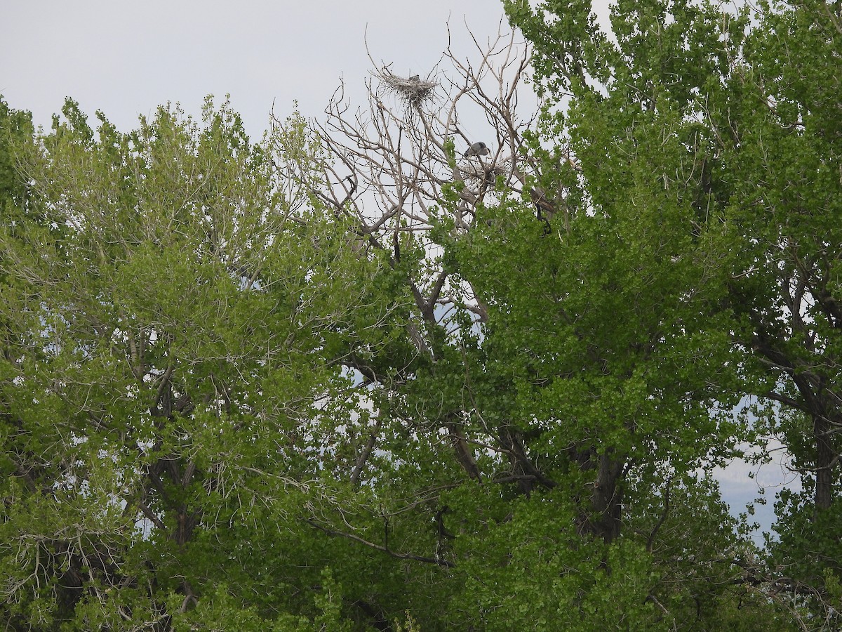 Great Blue Heron - ML585681611