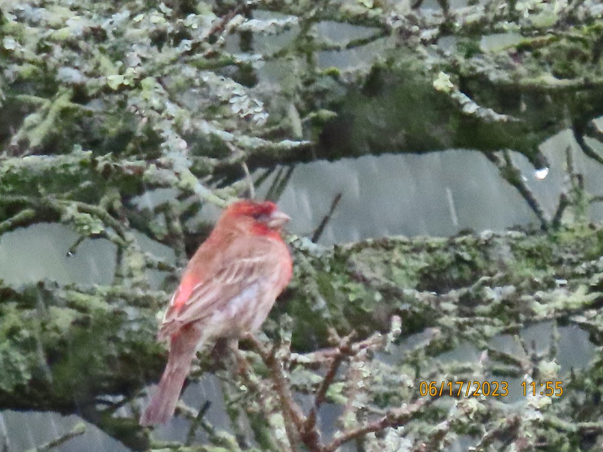 House Finch - ML585681691