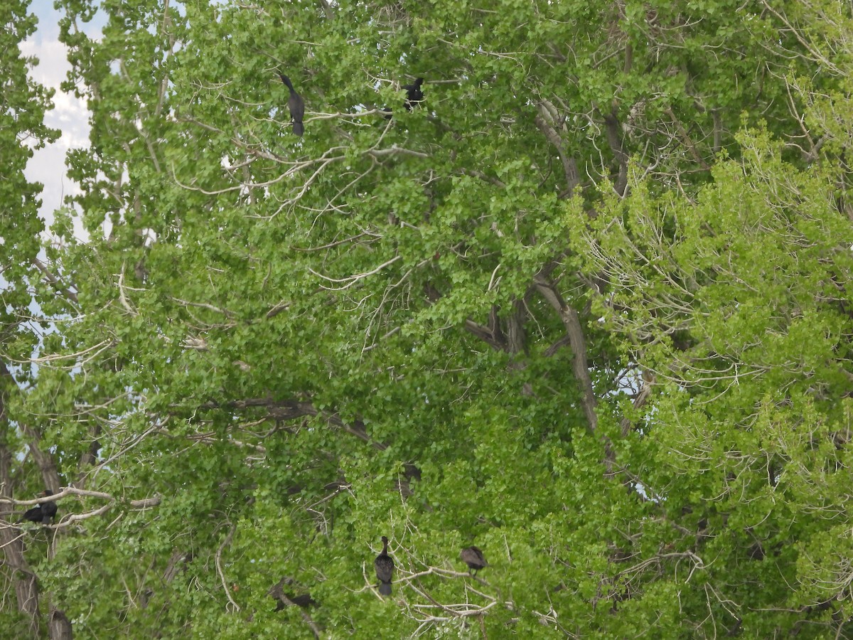 Double-crested Cormorant - ML585681701