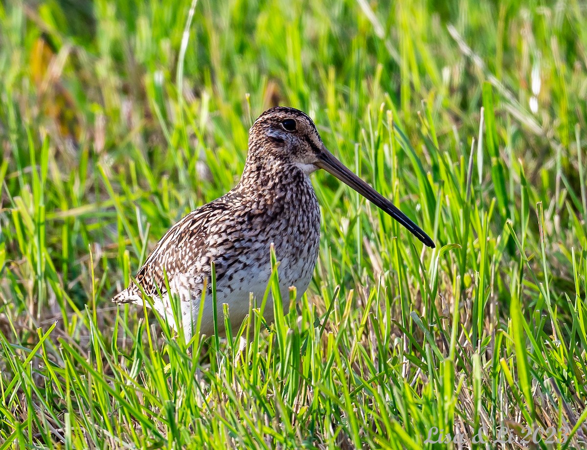 Noble Snipe - ML585681741