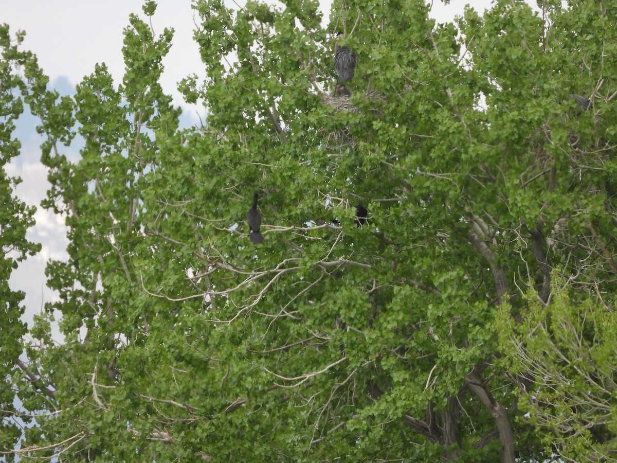 Double-crested Cormorant - Glenn Pearson