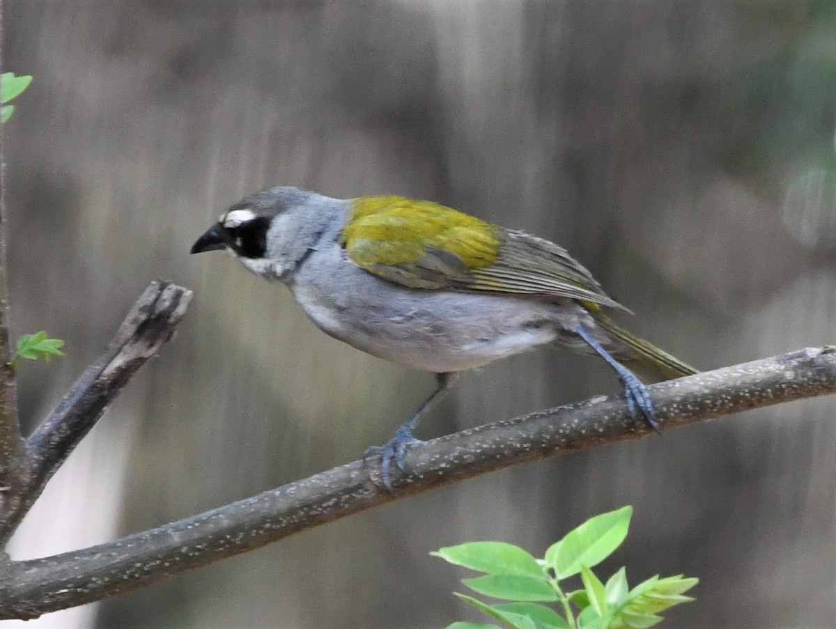 Black-crowned Palm-Tanager - ML585682721