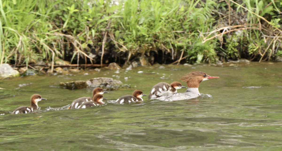 Common Merganser - ML585682741