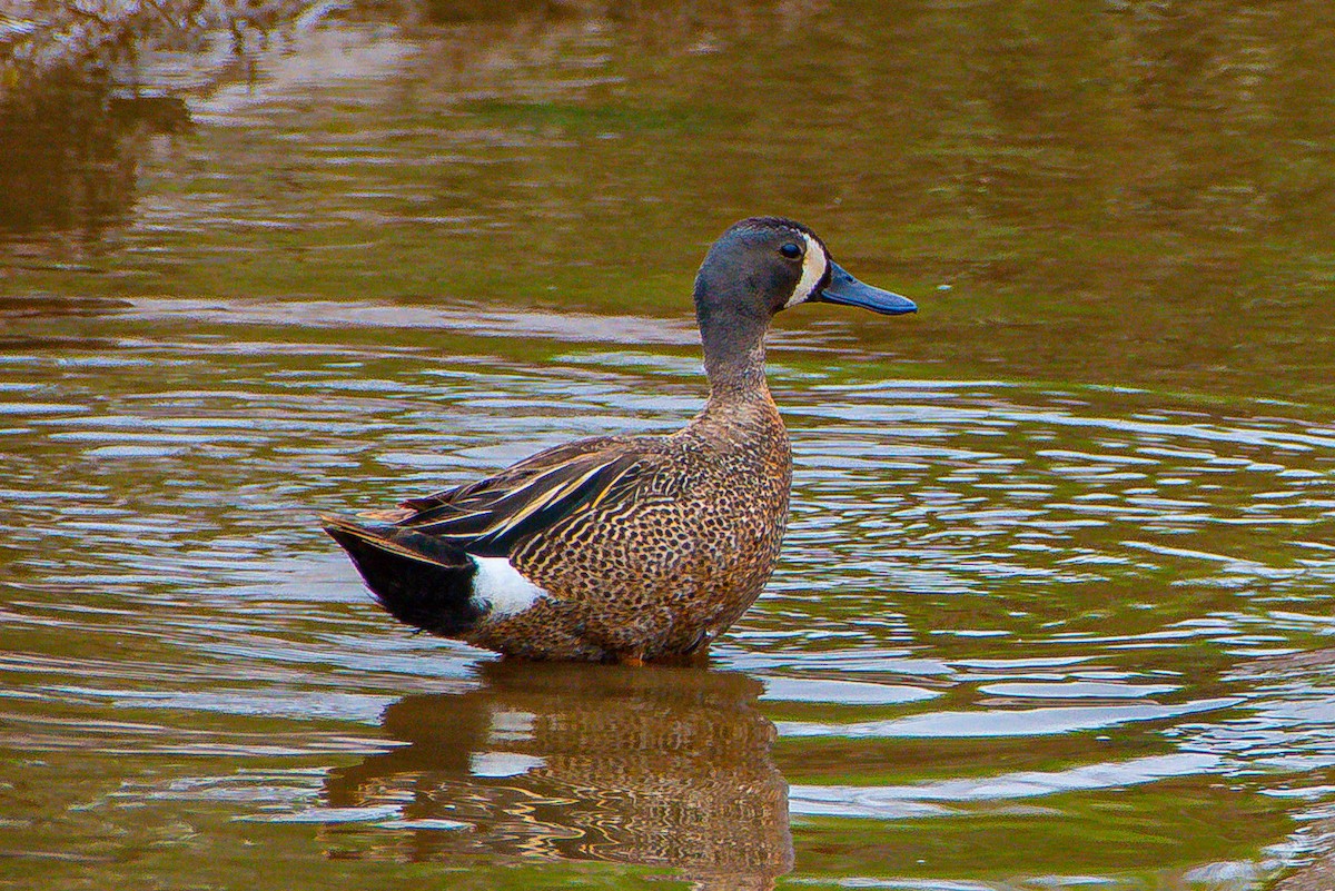 Sarcelle à ailes bleues - ML585682921