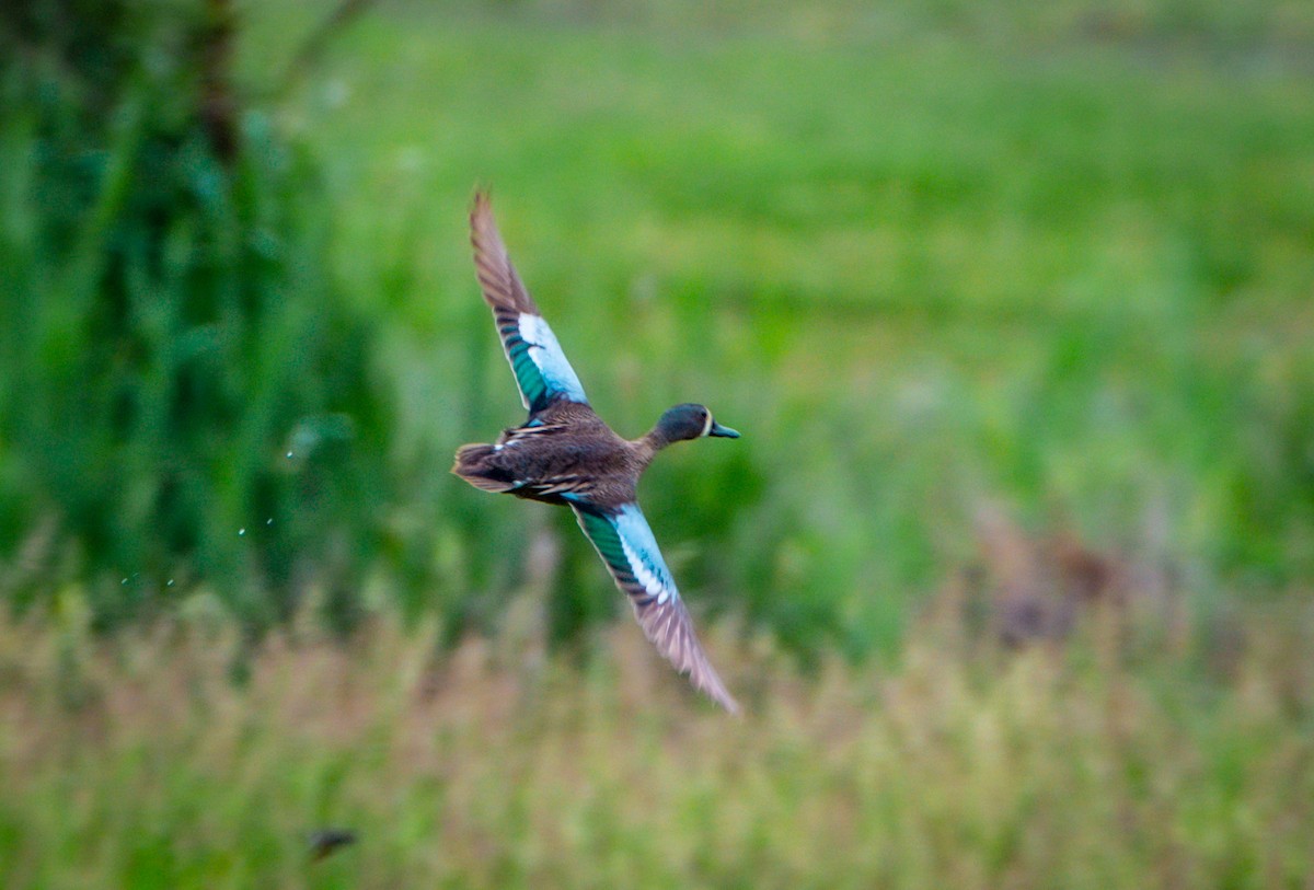 Blue-winged Teal - ML585682931