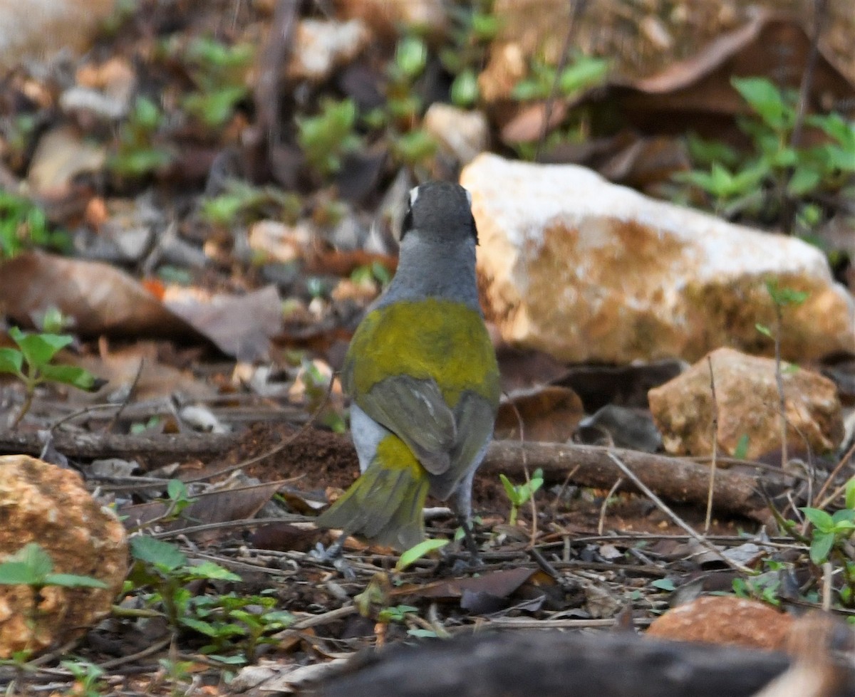 Black-crowned Palm-Tanager - ML585683101