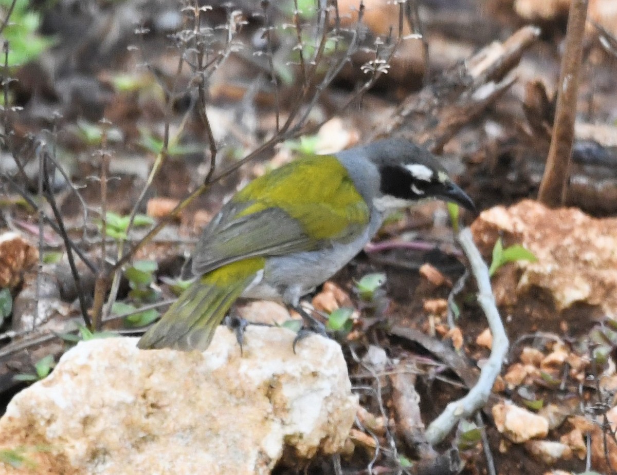 Black-crowned Palm-Tanager - Zachary Peterson