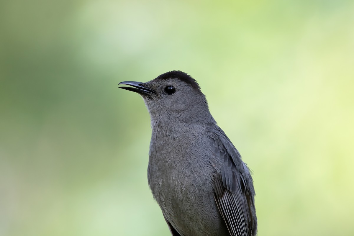 Gray Catbird - ML585683771