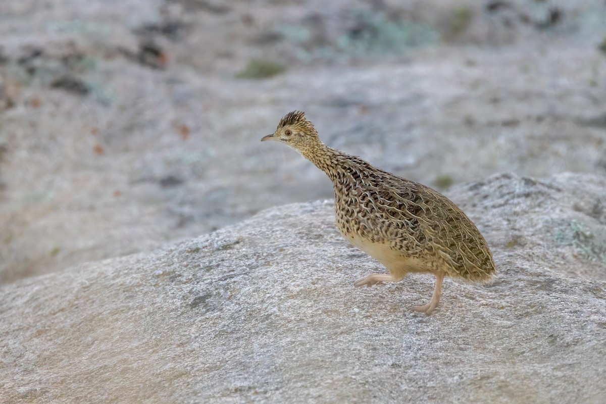 Tinamou de Darwin - ML585684871