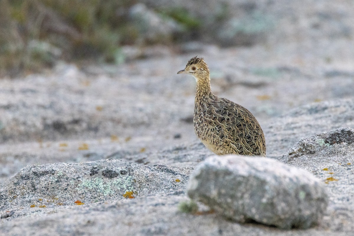 Tinamou de Darwin - ML585684881