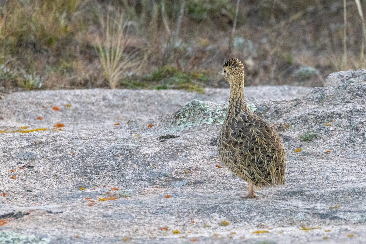 Tinamou de Darwin - ML585684891