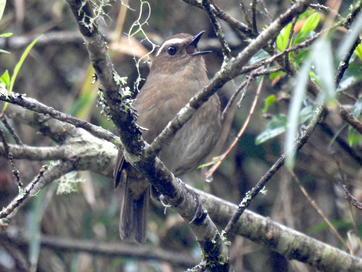 Taiwan Shortwing - Marianne Walsh