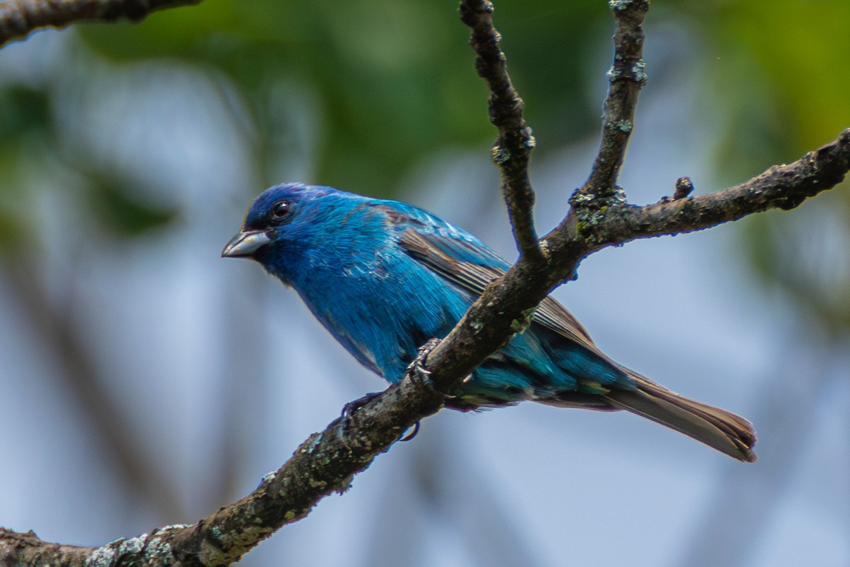 Indigo Bunting - ML585686711