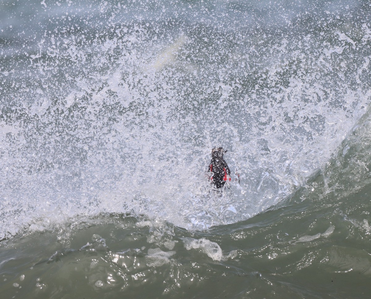 Pigeon Guillemot - ML585687651