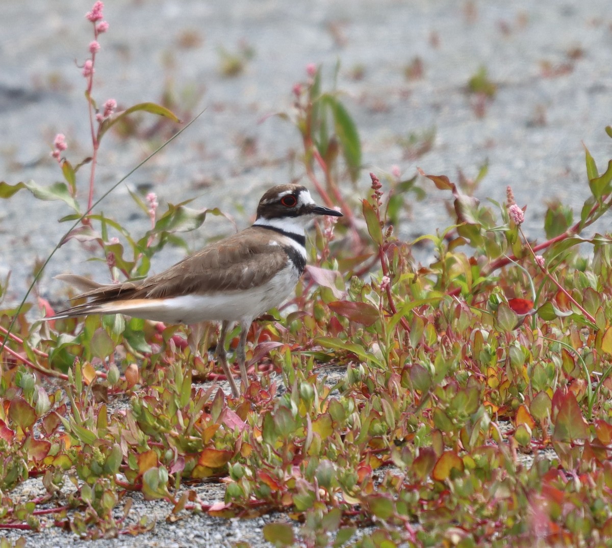 Killdeer - ML585688191