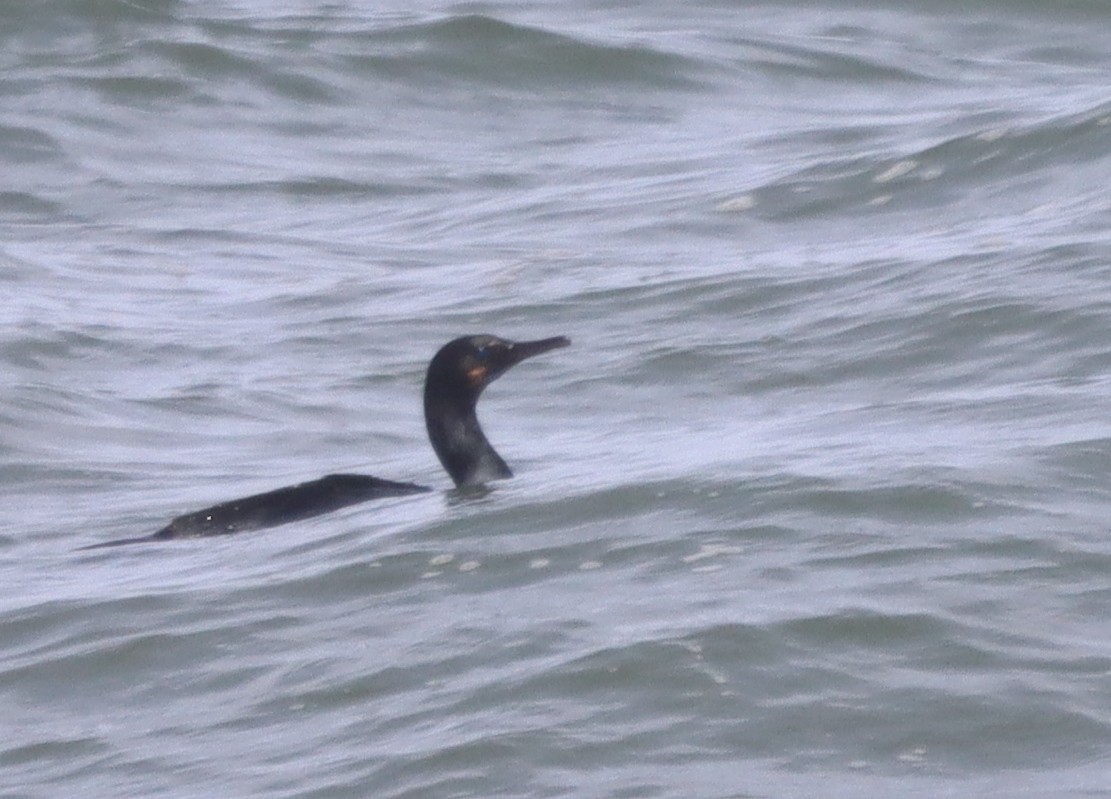 Brandt's Cormorant - James Lukenda